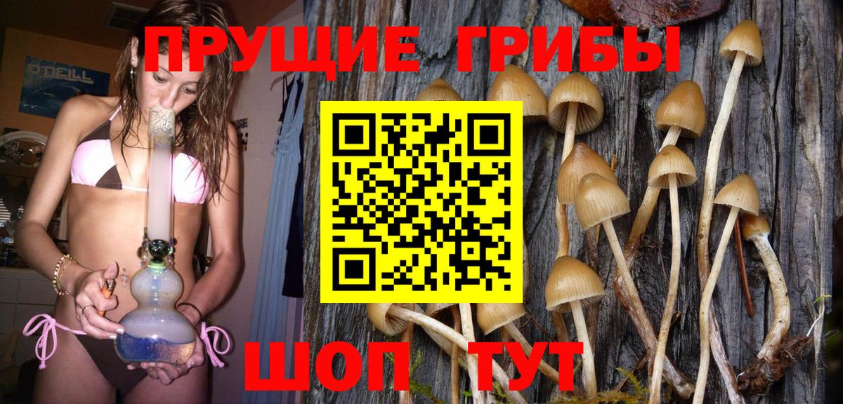 Псилоцибиновые грибы Psilocybine cubensis Сургут